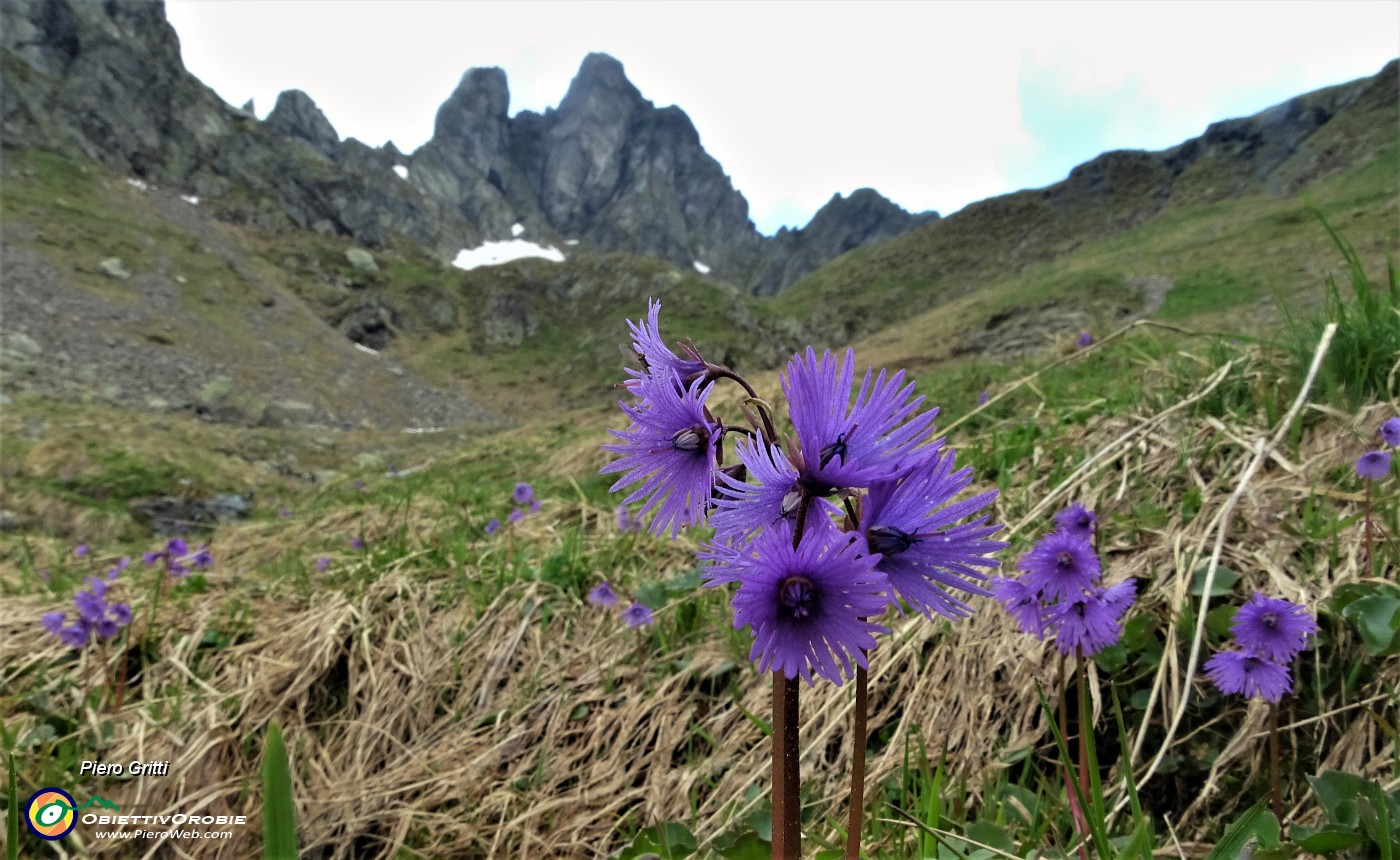 62 Soldanelle alpine al Laghetto di Ponteranica (superiore) con vista in Valletto.JPG -                                